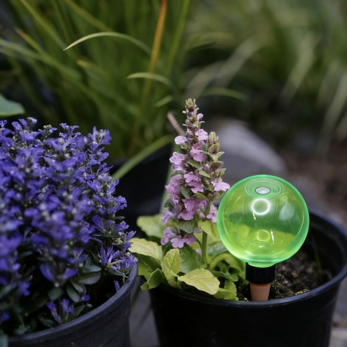3 قطع من كرات الري الذاتي الكب - مراجعة Self Watering Planter وسعره
